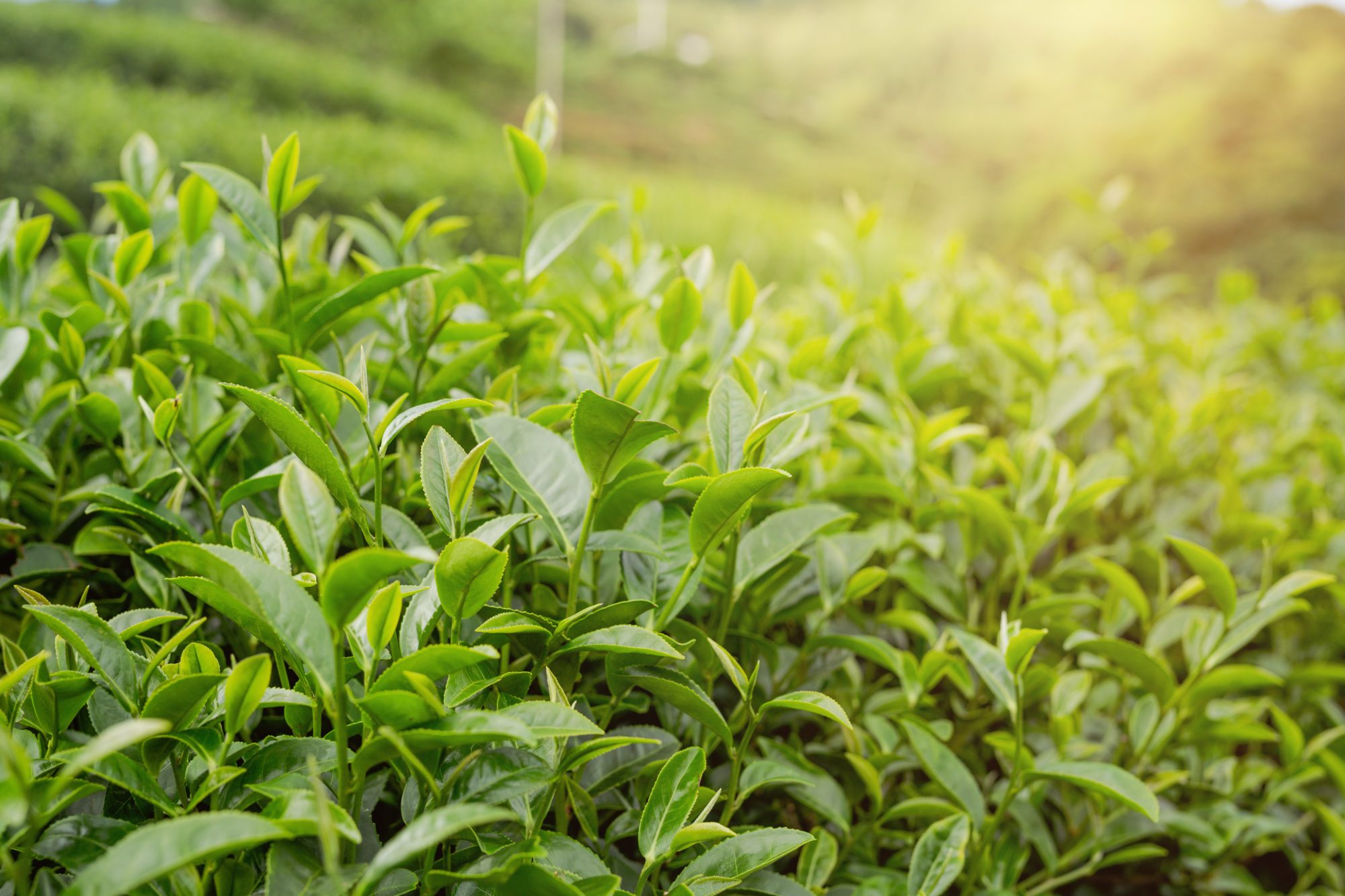 Green tea plantation